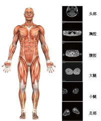 BE-1C普及型人體成分分析儀